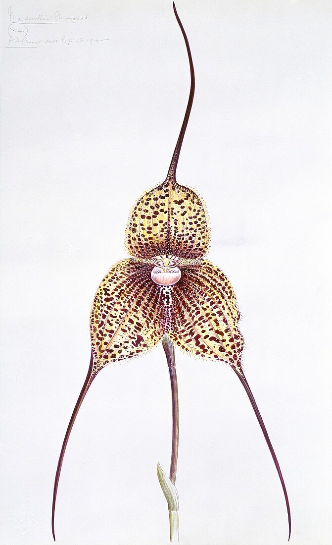 Orchid (Masdevallia chimaera),artwork