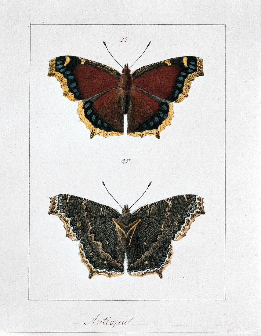 Camberwell beauty butterfly,artwork