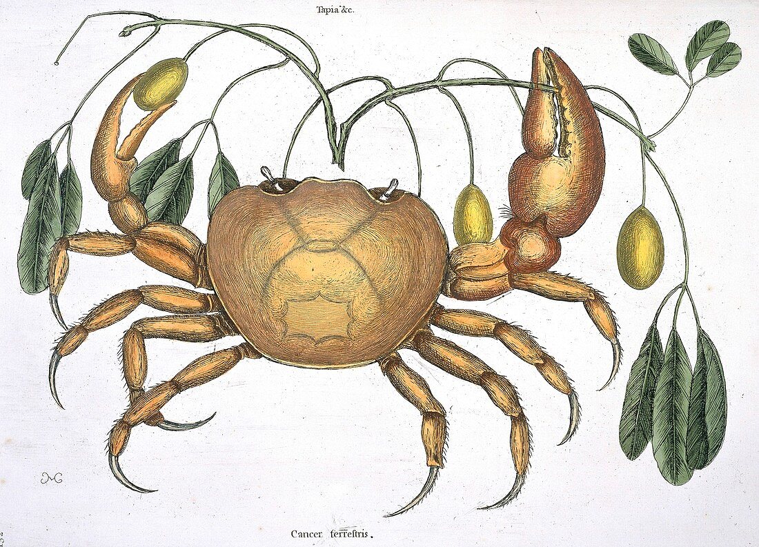 Terrestrial crab,artwork