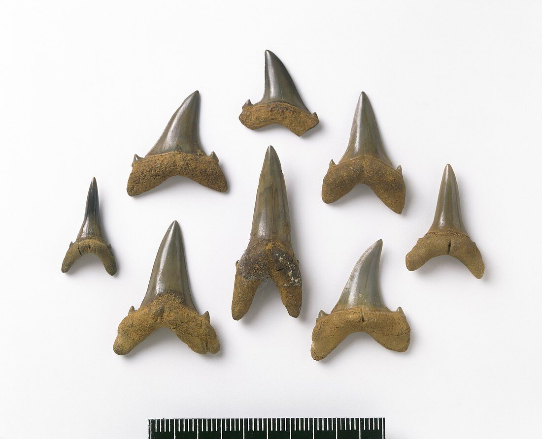 Fossil sand tiger shark teeth