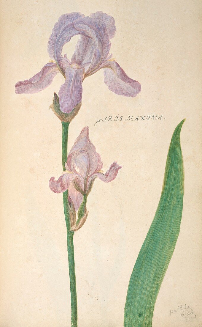 Iris maxima,artwork