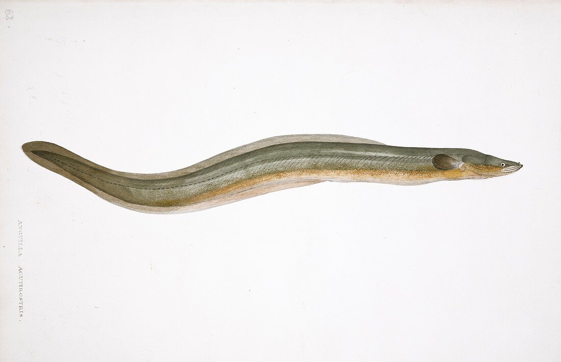 Freshwater eel,artwork