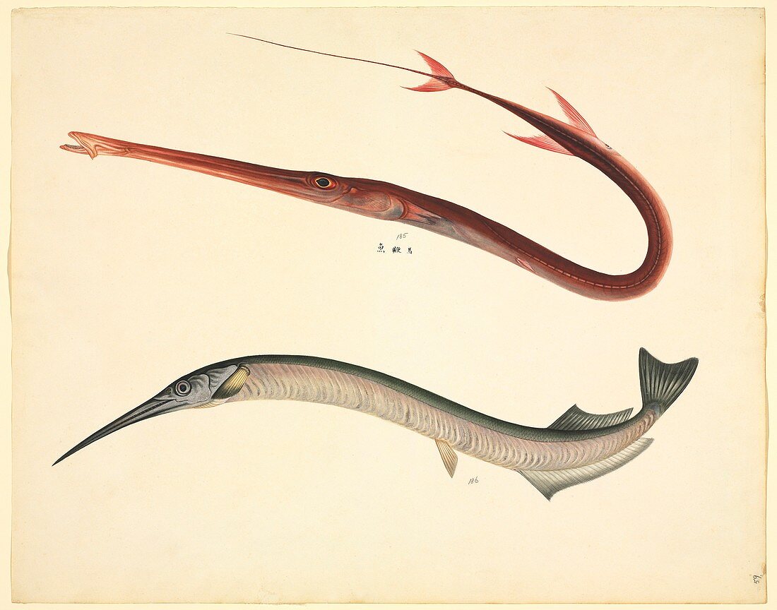 Needlefish,19th century