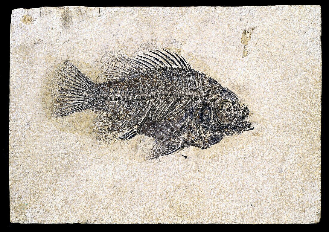 Priscacara clivosa,fish fossil