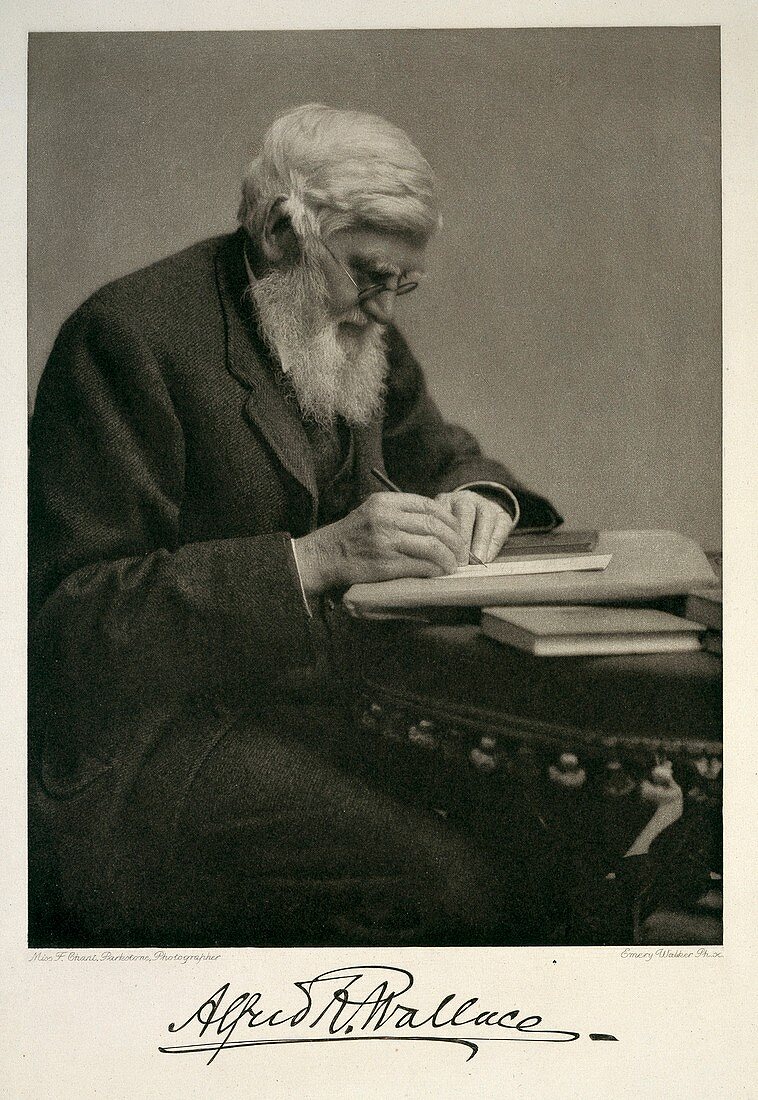 Alfred Russel Wallace,British naturalist