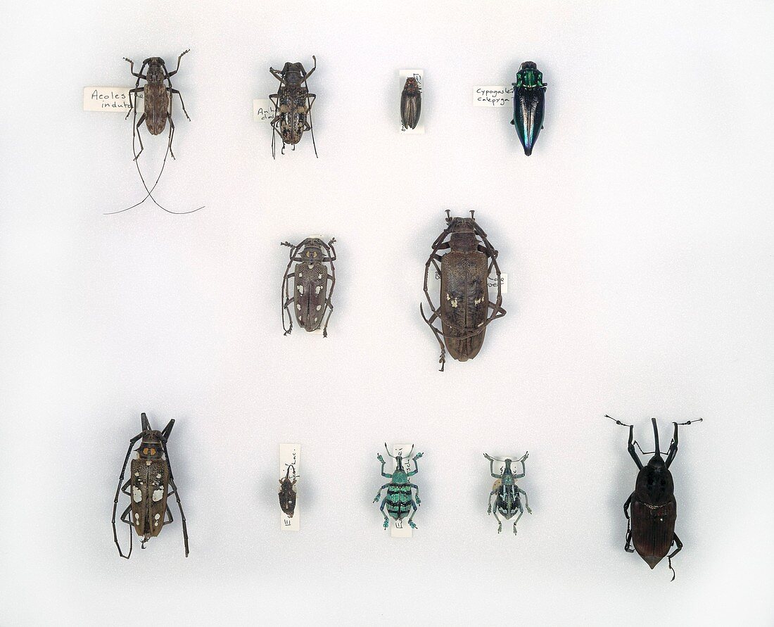 Wallace's Malay beetles,19th century