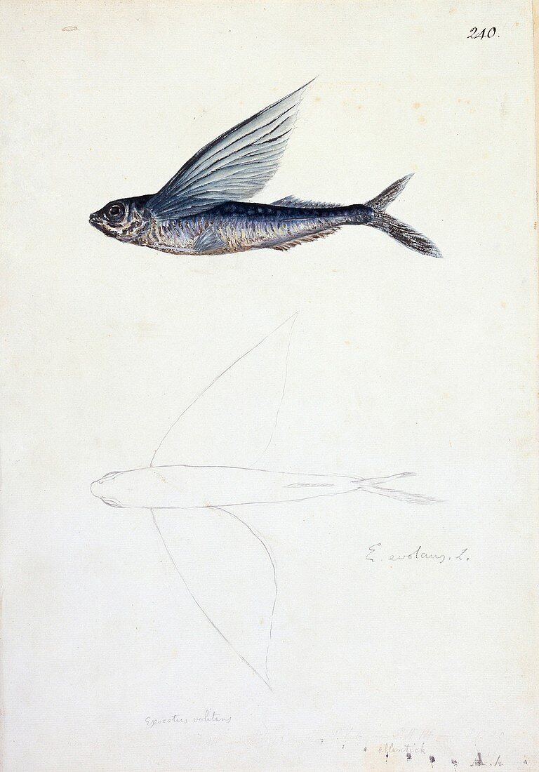 Tropical flyingfish,18th century