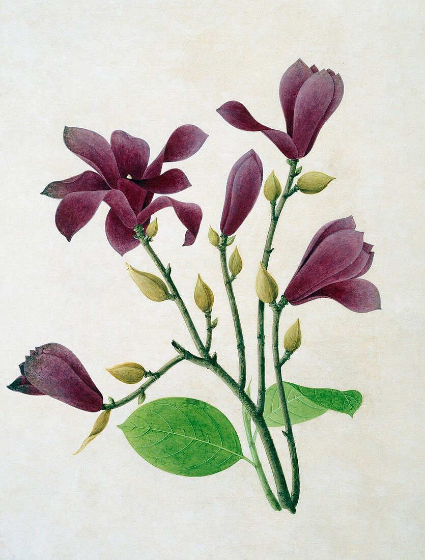 Magnolia liliiflora,19th-century artwork