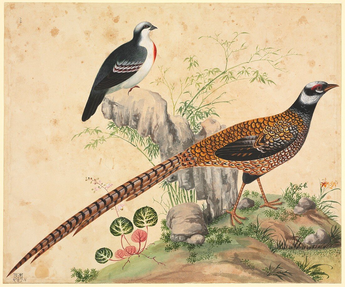 Chinese pheasants,19th century