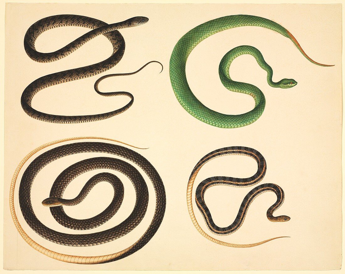 Chinese snakes,19th century