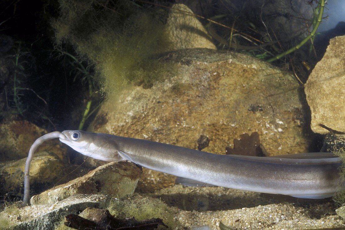 European eel eating an earthworm