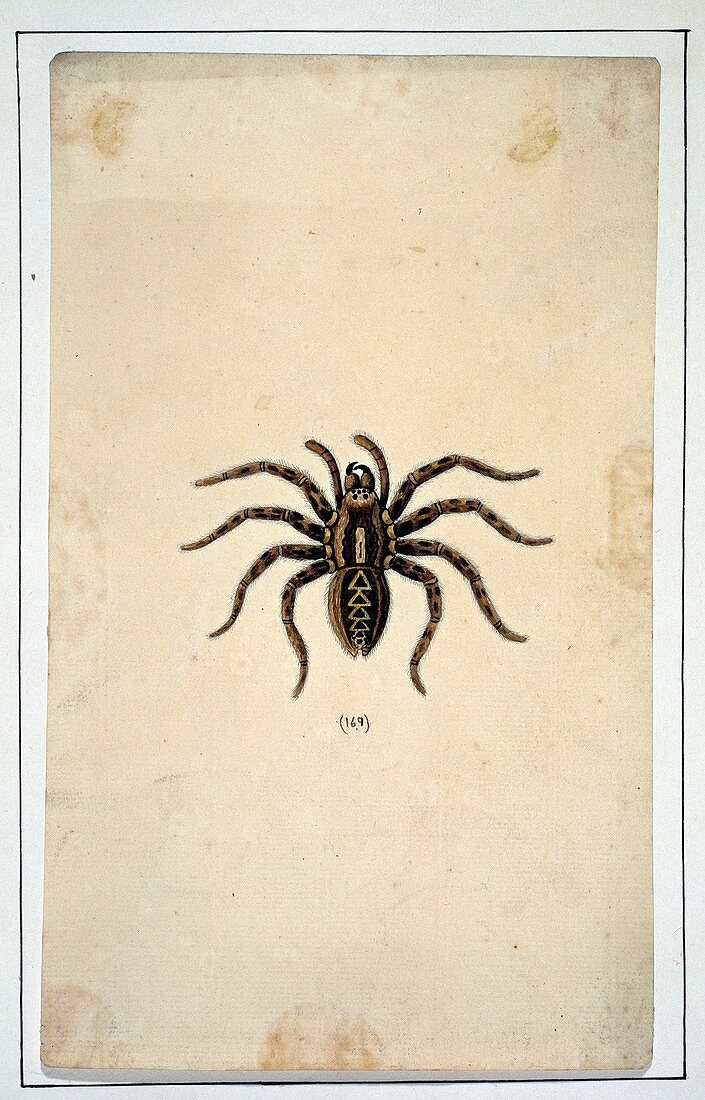 Spider,18th century artwork