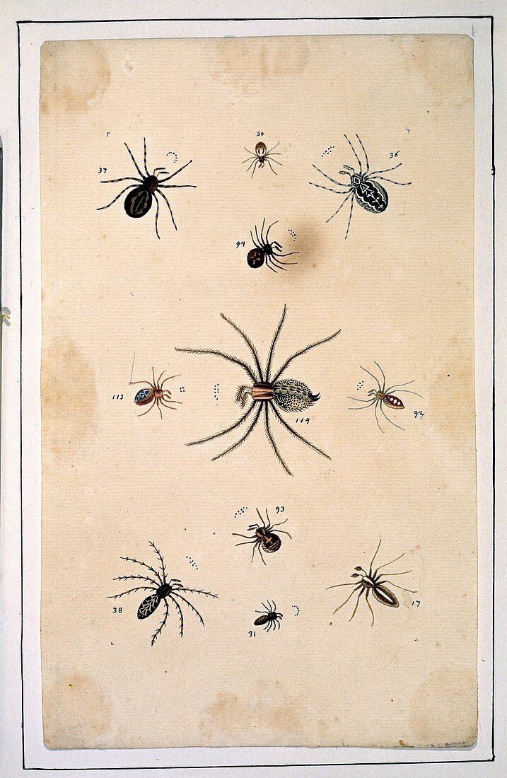 Spiders,18th century artwork