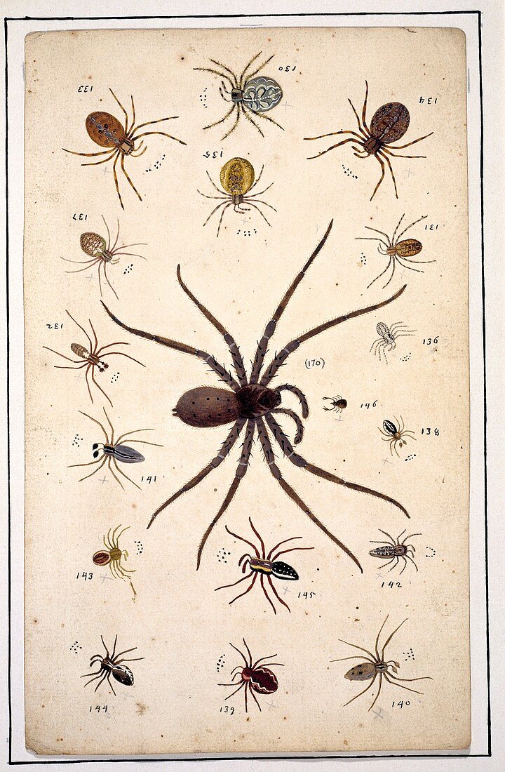 Spiders,18th century artwork