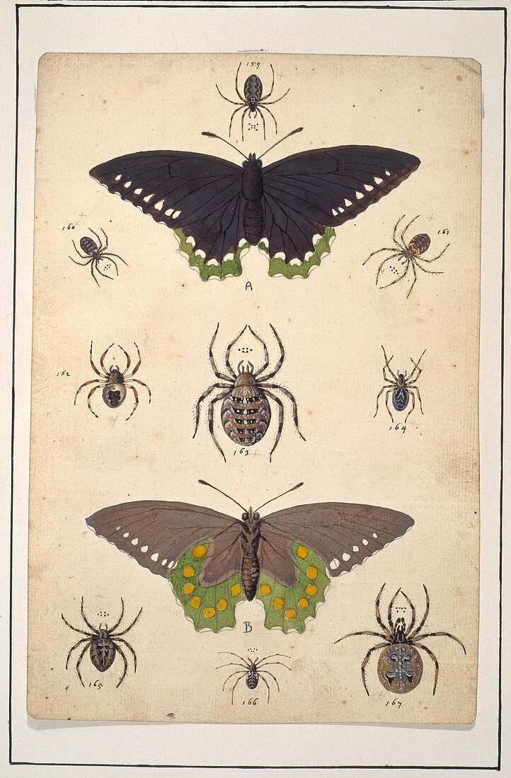 Spiders and butterflies,artwork