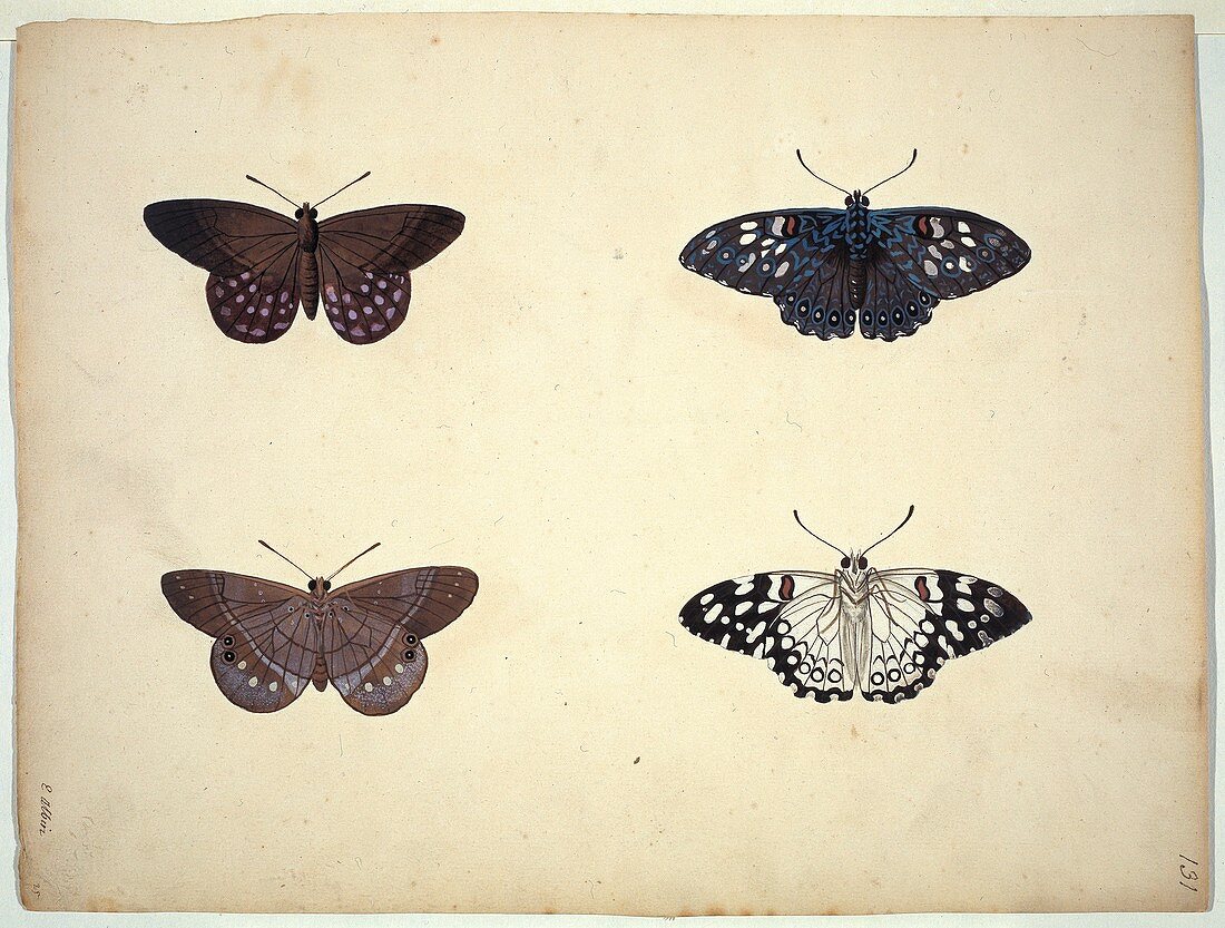 Butterflies,18th century artwork