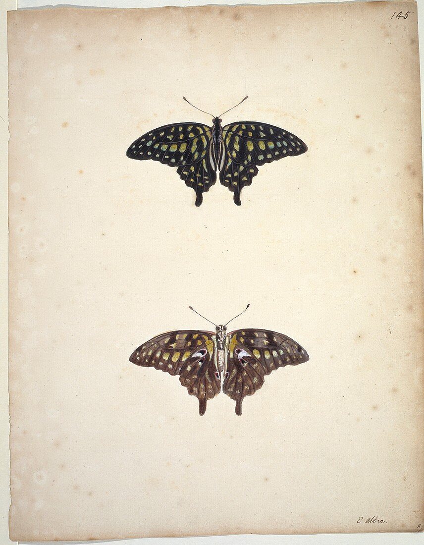 Tailed jay butterflies,artwork