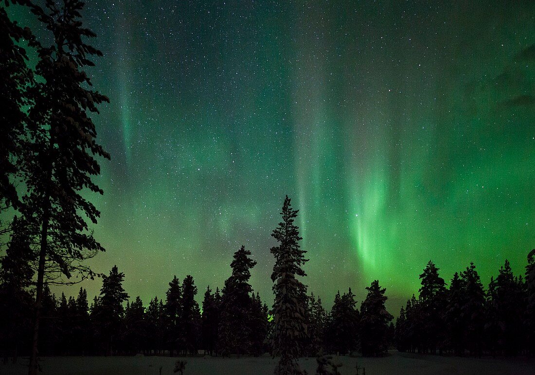 Auroral display over trees