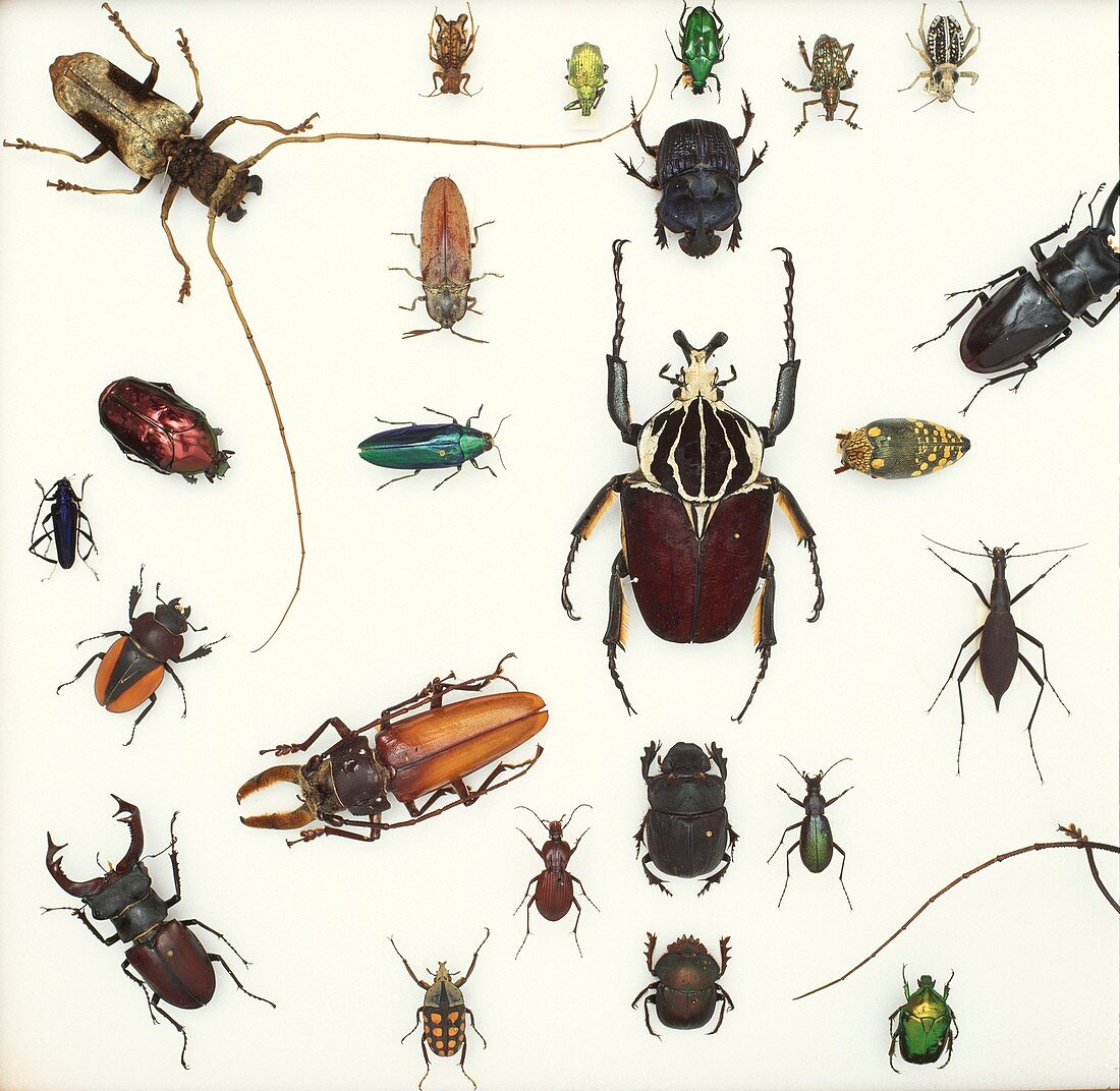Various beetle specimens