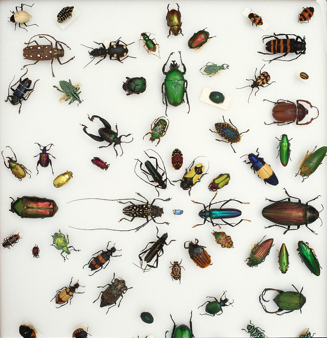 Various beetle specimens