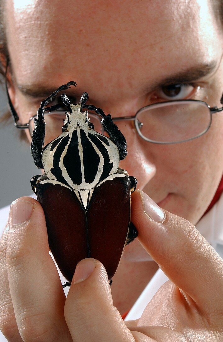 Curator with beetle specimen
