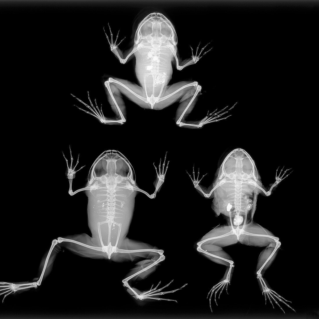 Boulenger's narrow-eyed frog,X-ray