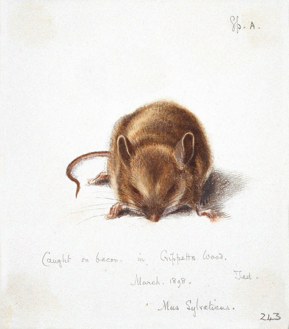Long-tailed field mouse,artwork