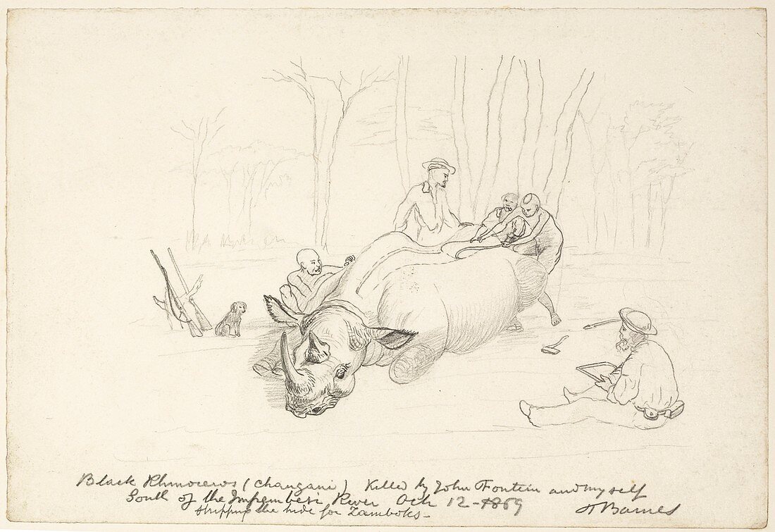 Hunters skinning a rhinoceros,artwork