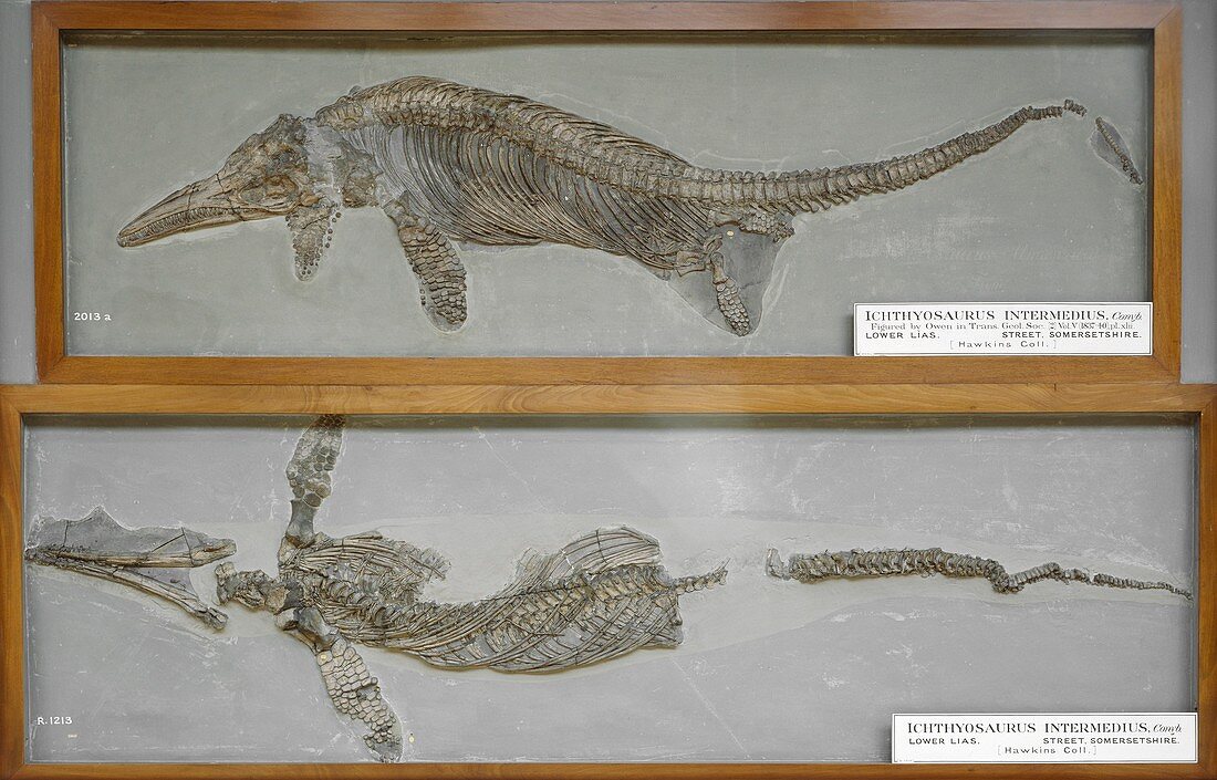 Ichthyosaurus intermedius fossil