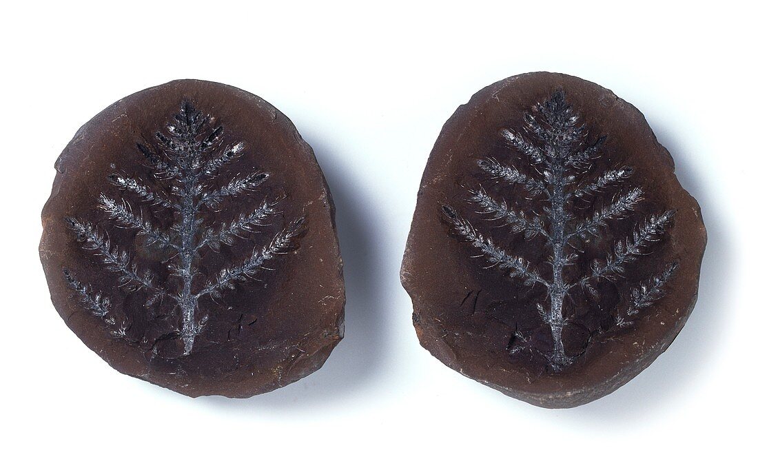 Giant horsetail leaf fossils