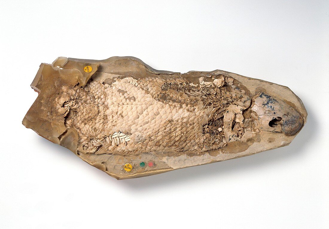 Fossil lobe-finned fish