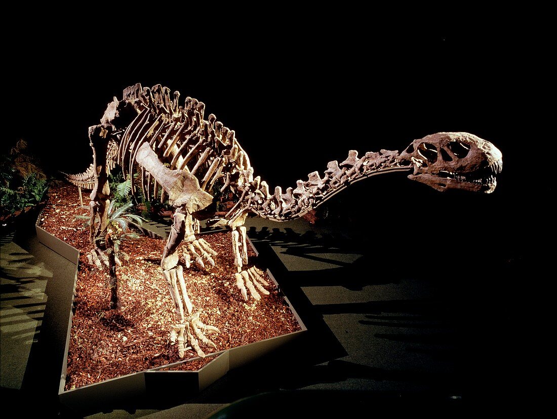 Shunosaurus dinosaur skeleton