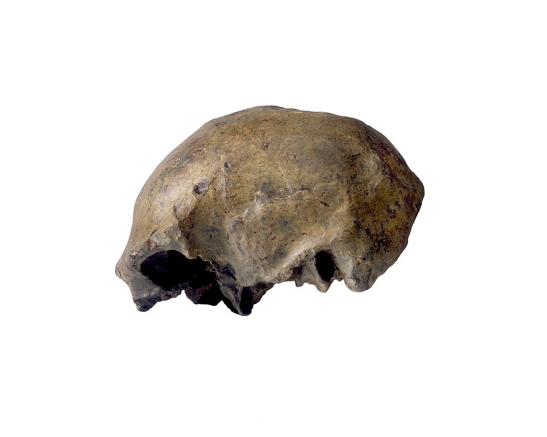 Solo man (Homo erectus) cranium