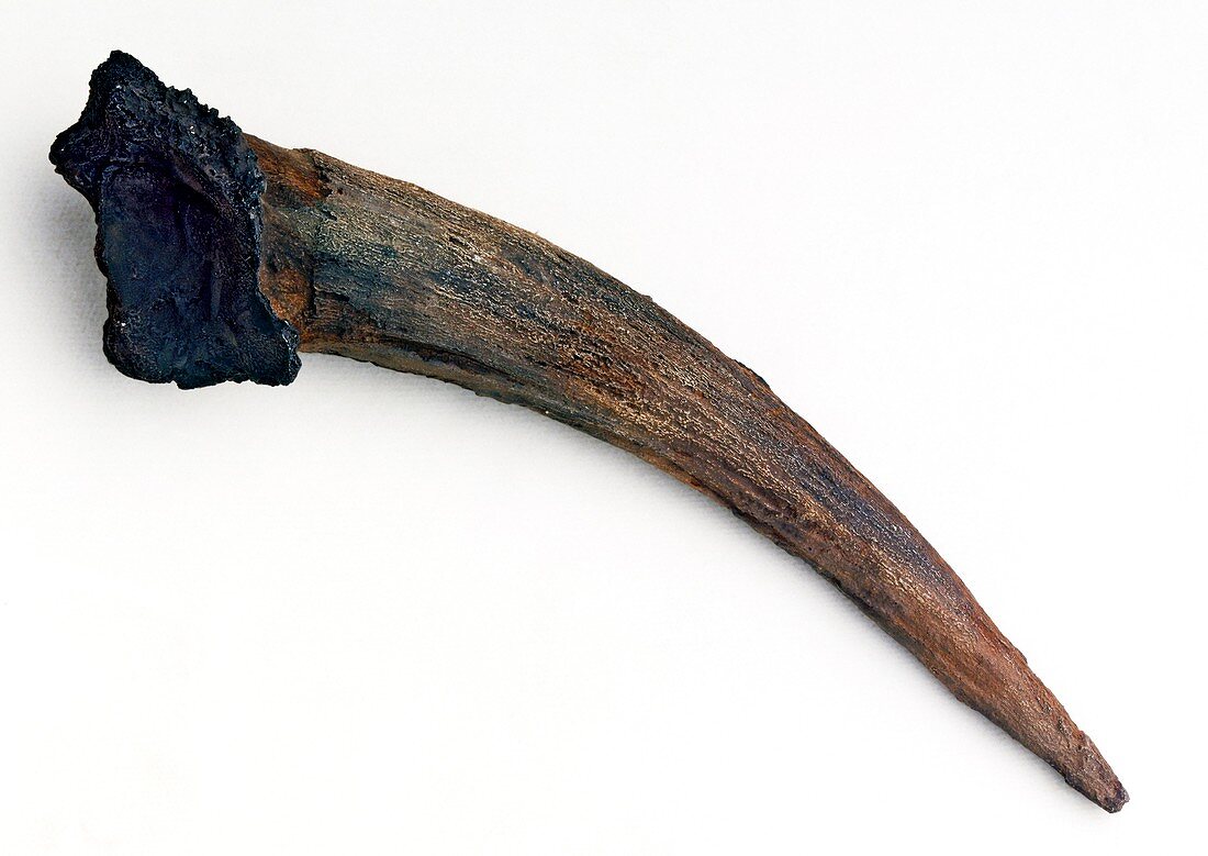 Neanderthal tool