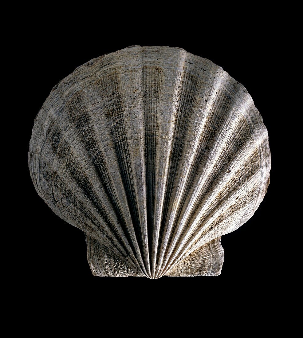 Fossil scallop shell