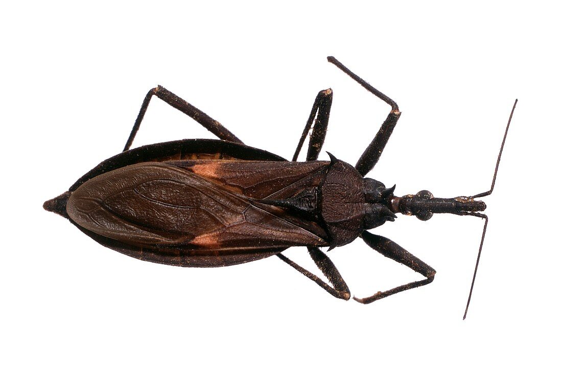 Triatomine bug