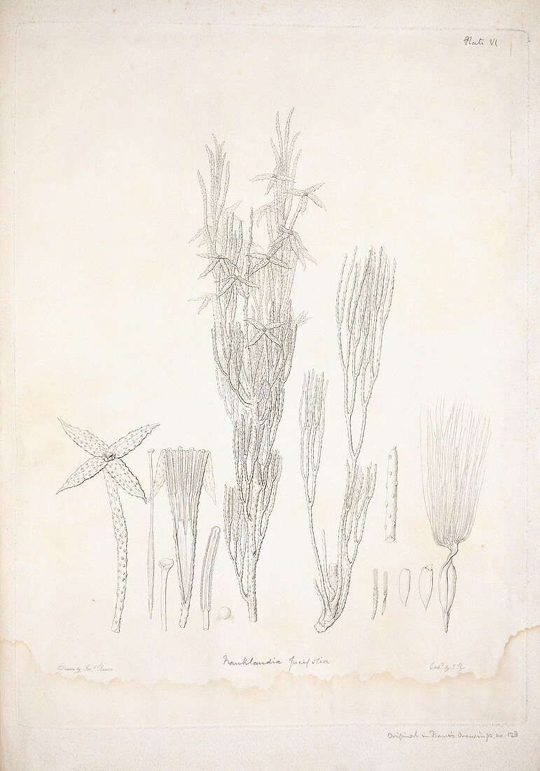 Franklandia fucifolia,artwork