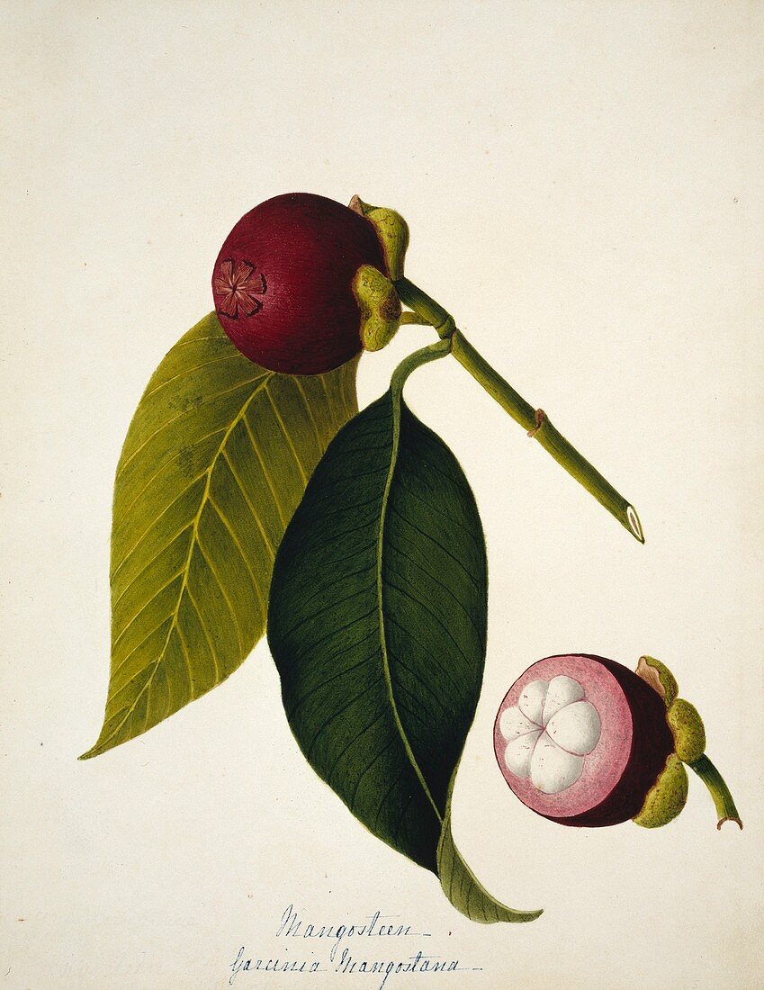 Mangosteen (Garcinia mangostana)