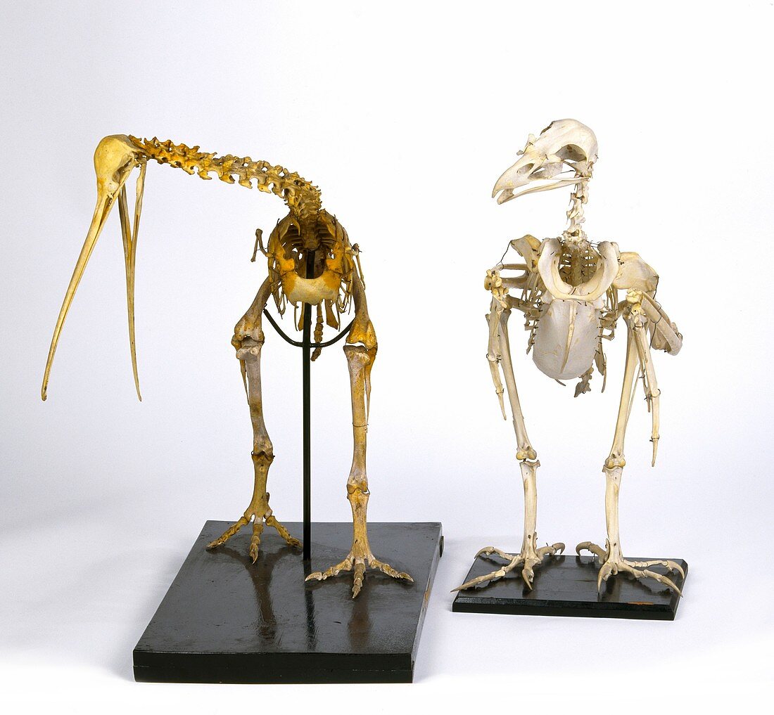 Bird skeletons