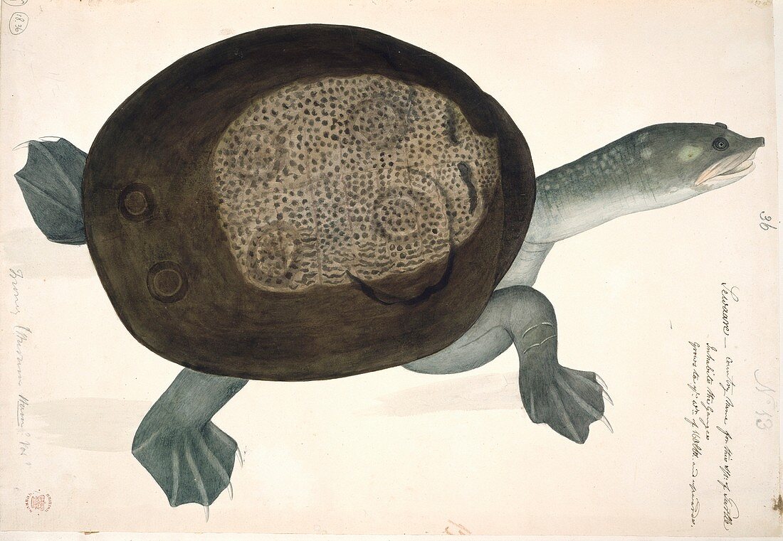 Turtle,artwork
