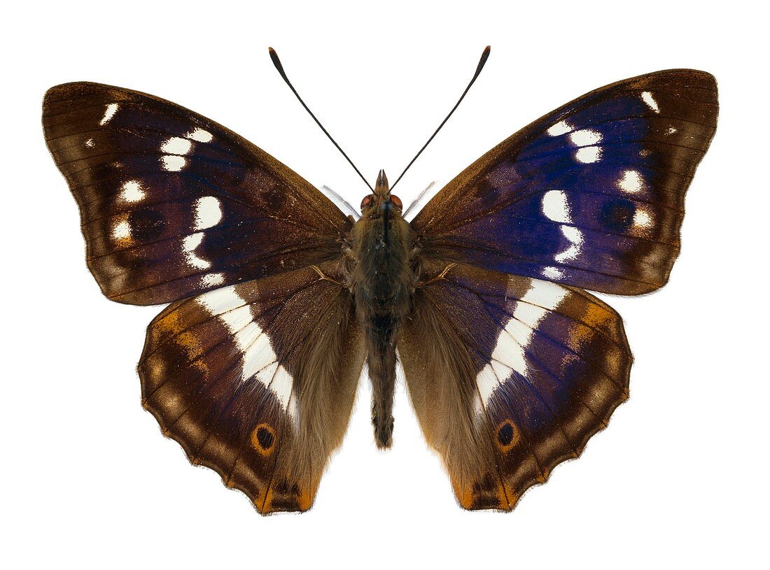 Purple emperor butterfly