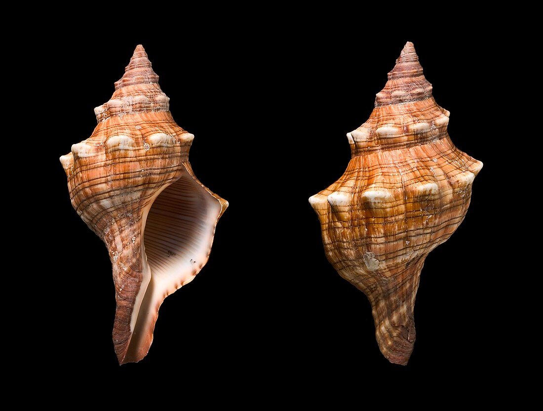 Trapezium horse conch shells