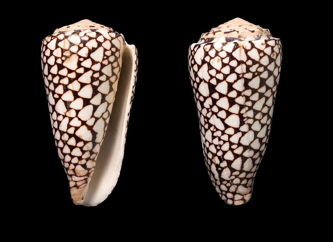 Cone snail shells