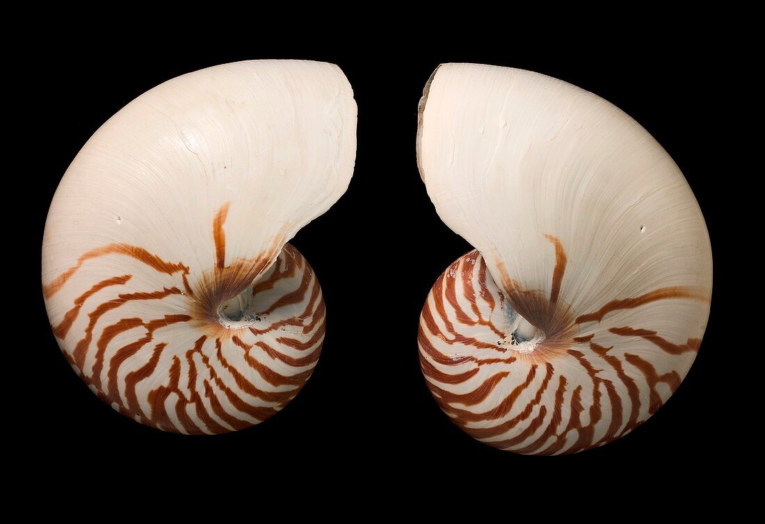 Common nautilus shells