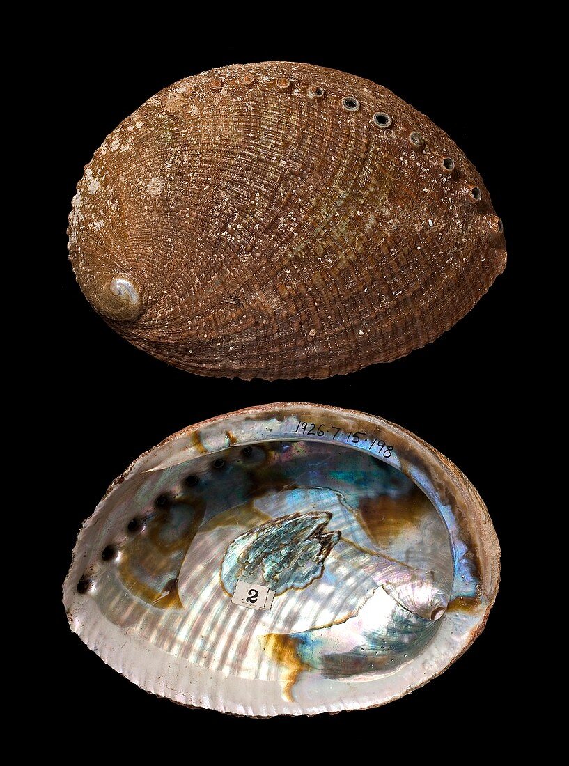 Green abalone shells