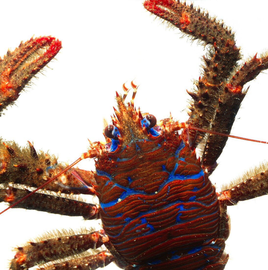 Squat lobster