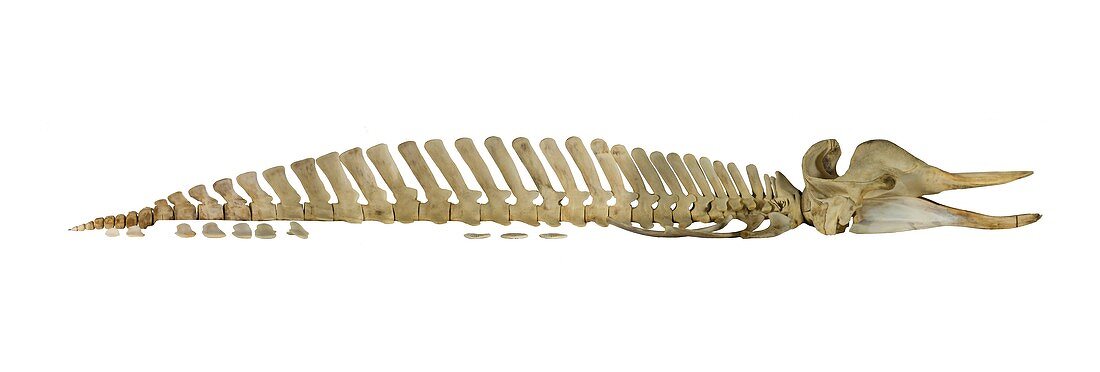 Northern bottlenose whale skeleton