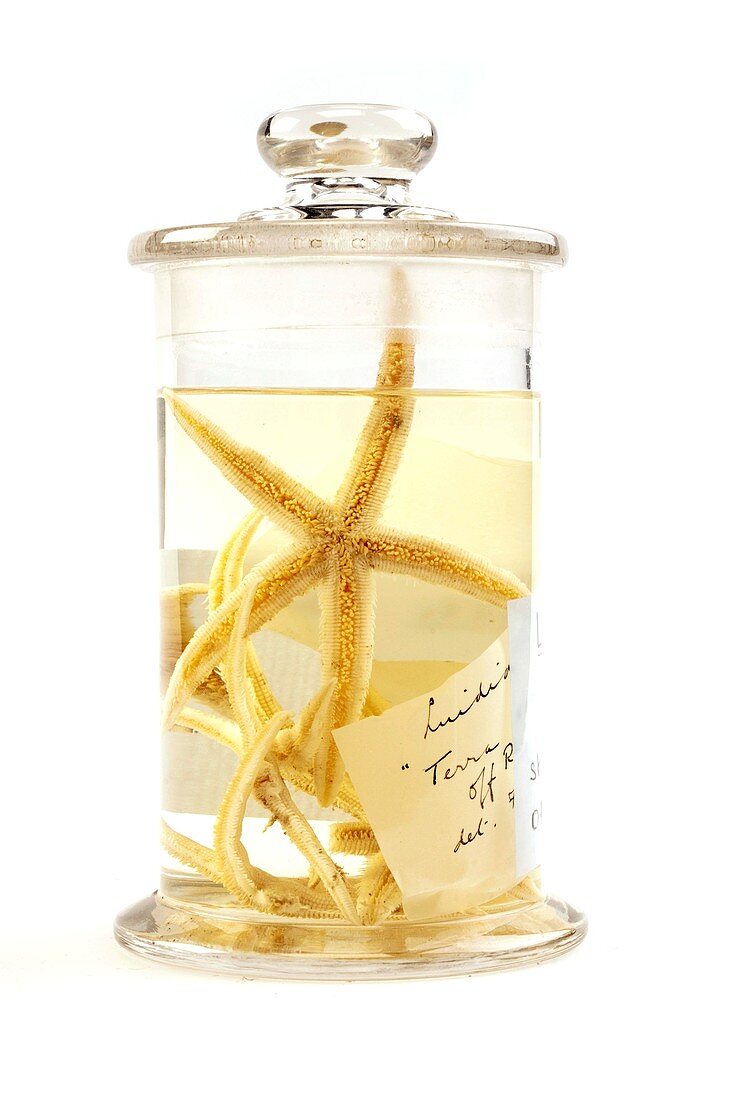 Starfish specimen