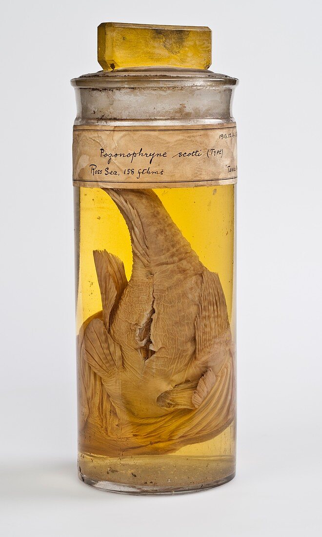 Preserved fish specimen