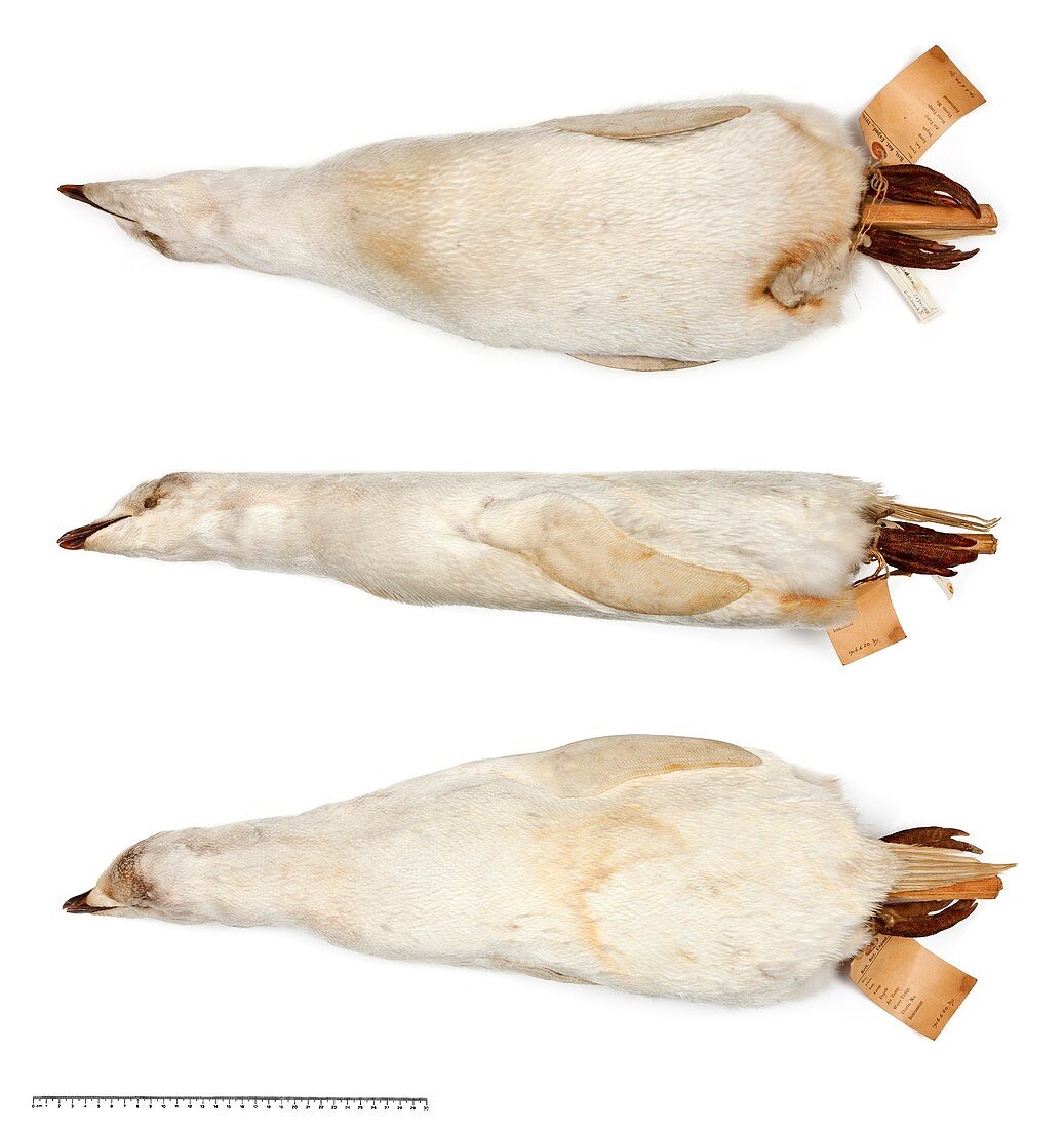 Adelie penguin specimen